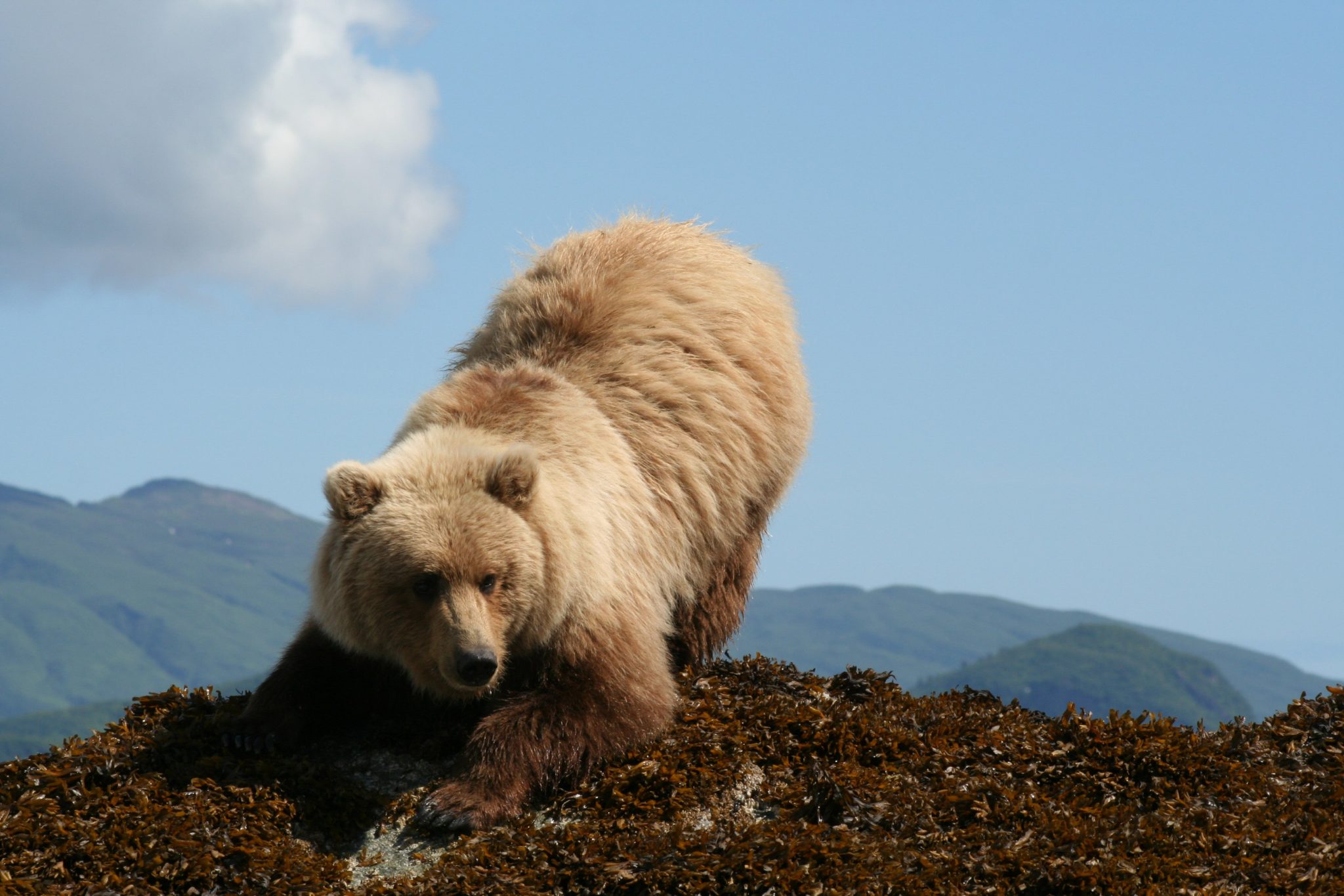 grizzly-bears-vs-brown-bears-differences-alaska-tours
