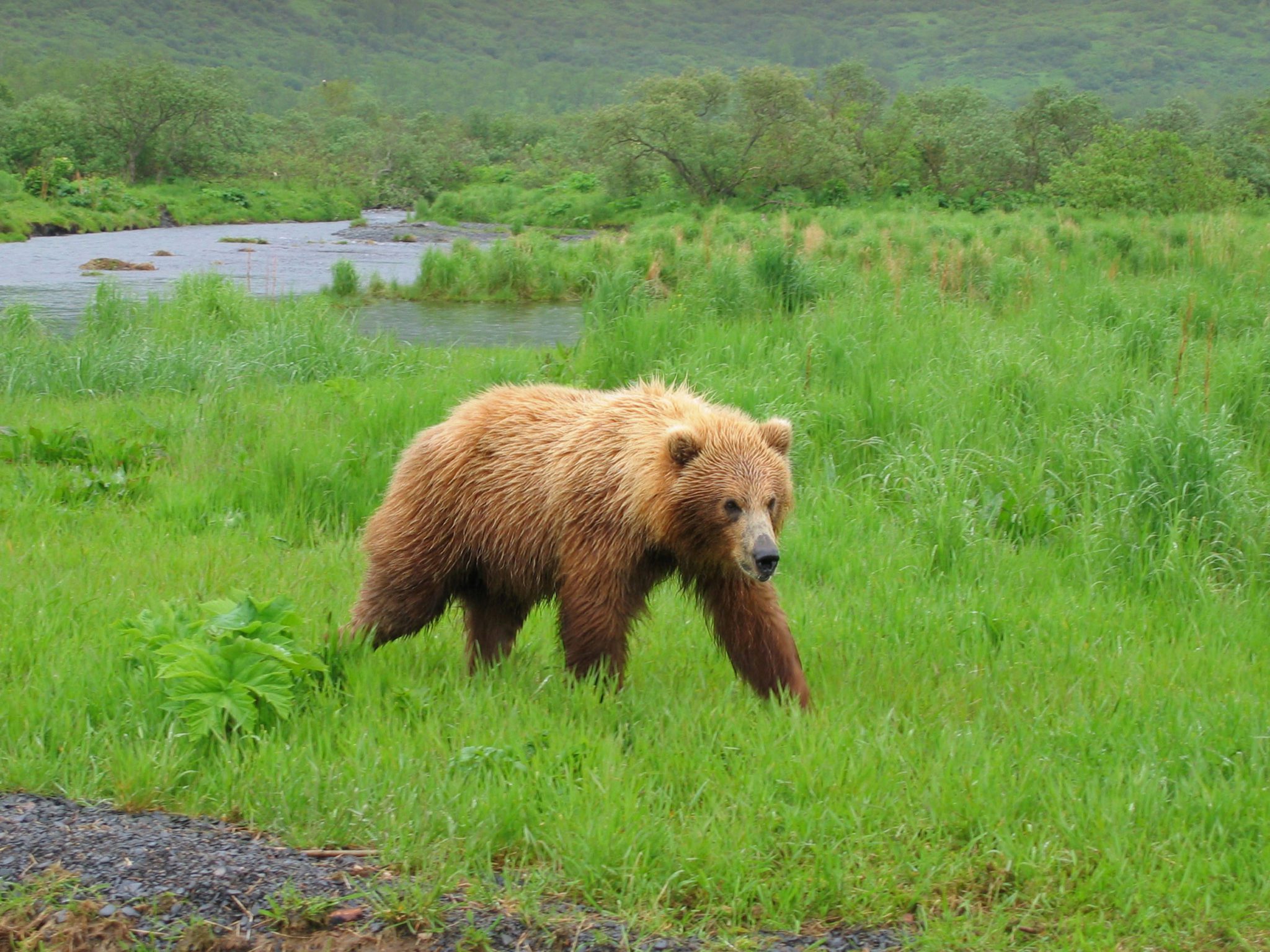 Zachar Bay Lodge Package Alaska Kodiak National Wildlife Refuge