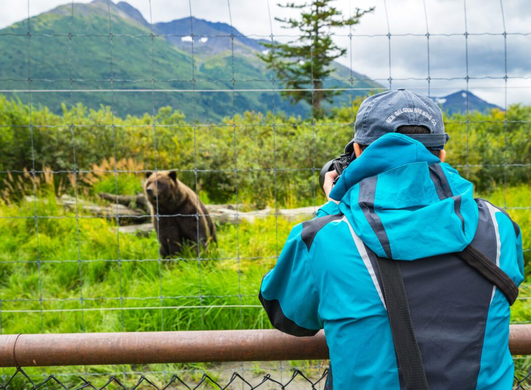 a person in a blue jacket and ballcap photographing a brown bear behind fencing