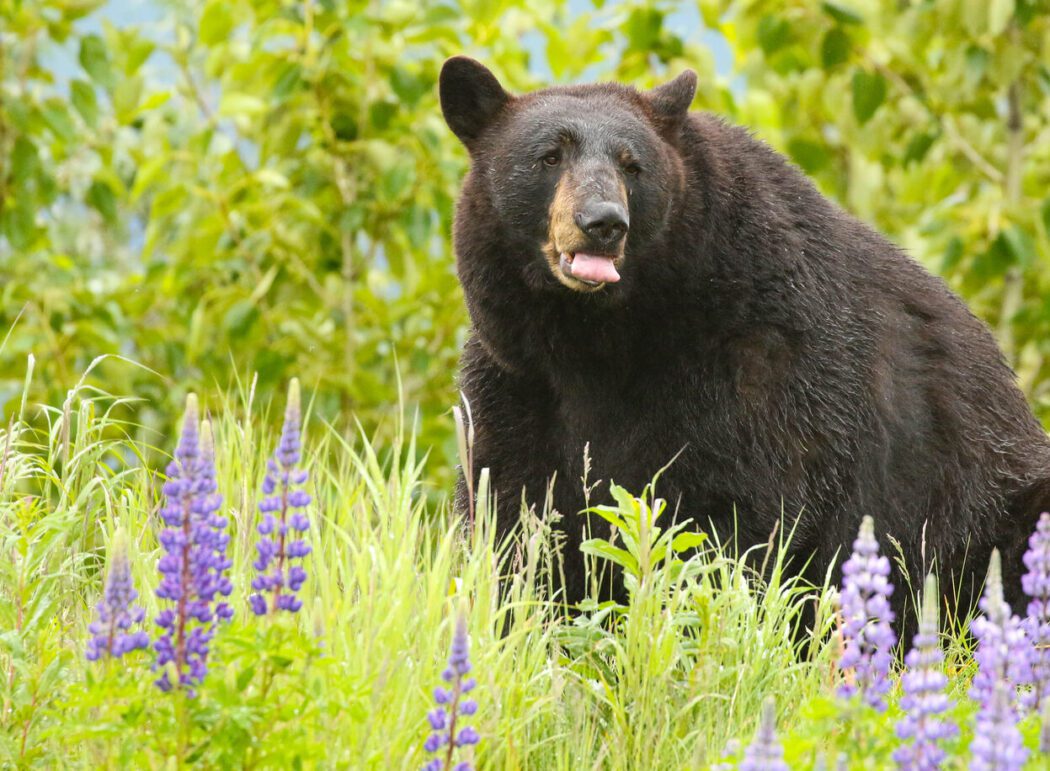 a black bear with tongue out, in front of grass and purple lupine flowers