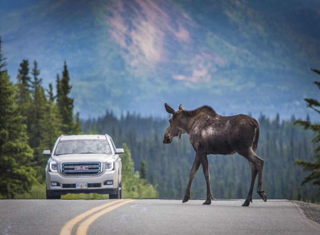 a moose stands on a highway opposite a GMC SUV; mountains and spruce trees in background