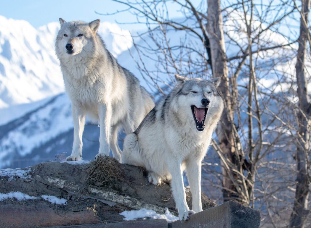 two wolves, one yawning, in a winter landscape