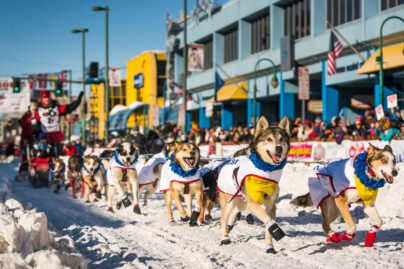 sled dogs mushing through a downtown city street