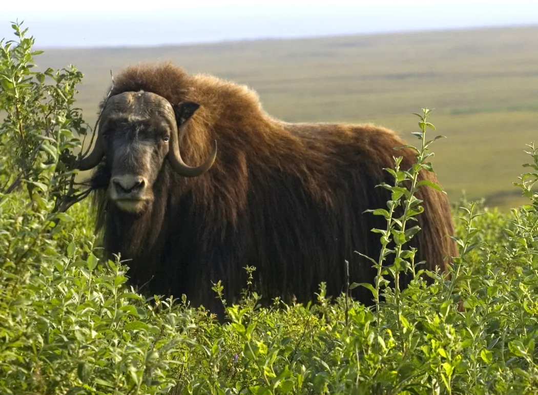 an adult musk ox stands on a green landscape