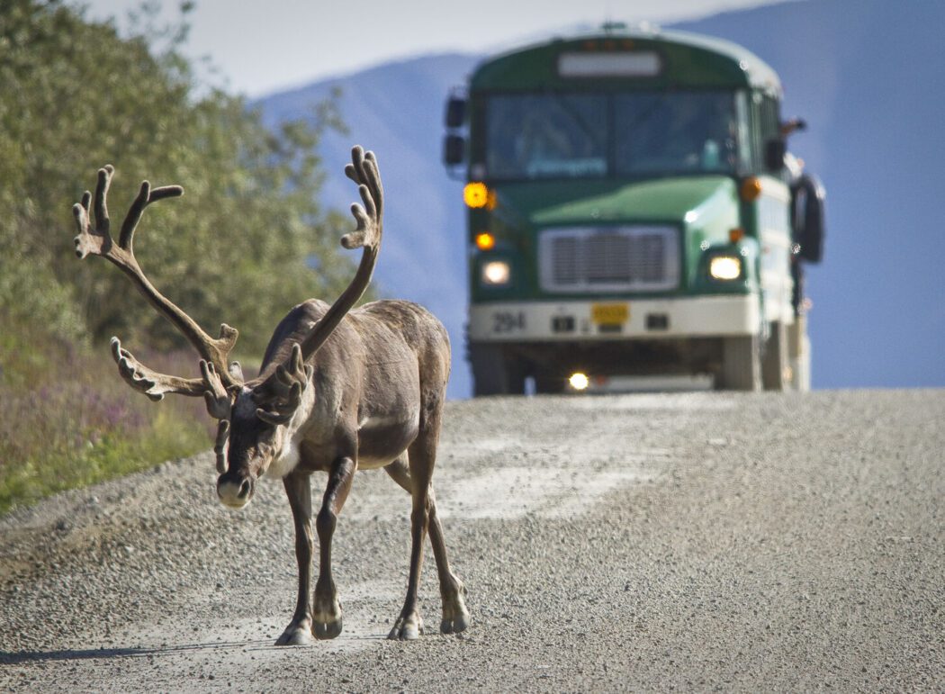 a caribou on a dirt road in front of a bus in Denali National Park
