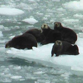 Curious sea otters on glacier ice.