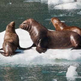 Playful seals on glacier ice.