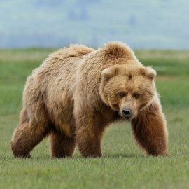 Alaska massive coastal brown bears are a sight to behold.