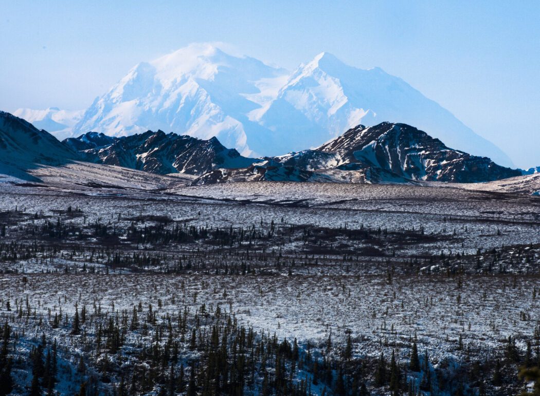 a snowy boreal forest landscape, with the snow-capped mountain of Denali in the background