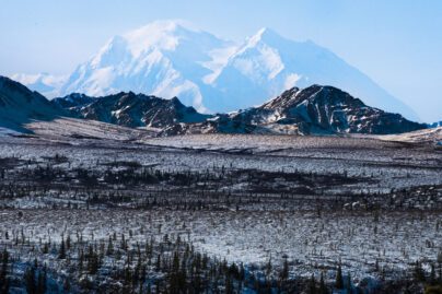 a snowy boreal forest landscape, with the snow-capped mountain of Denali in the background