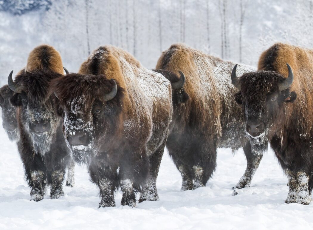 a group of wood bison with snow on their faces stand in a snowy landscape