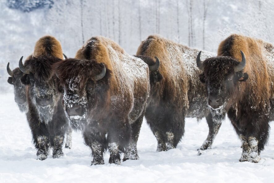 a group of wood bison with snow on their faces stand in a snowy landscape