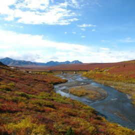 Autumn colors in Denali begin to appear in August.