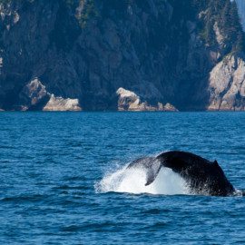 Tail of the humpback whale diving into the sea with the scenic of faraway island in Alaska.