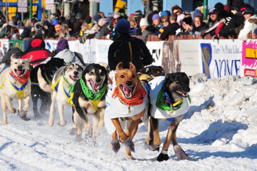 a sled dog team in booties and jackets starts along a city street lined with spectators