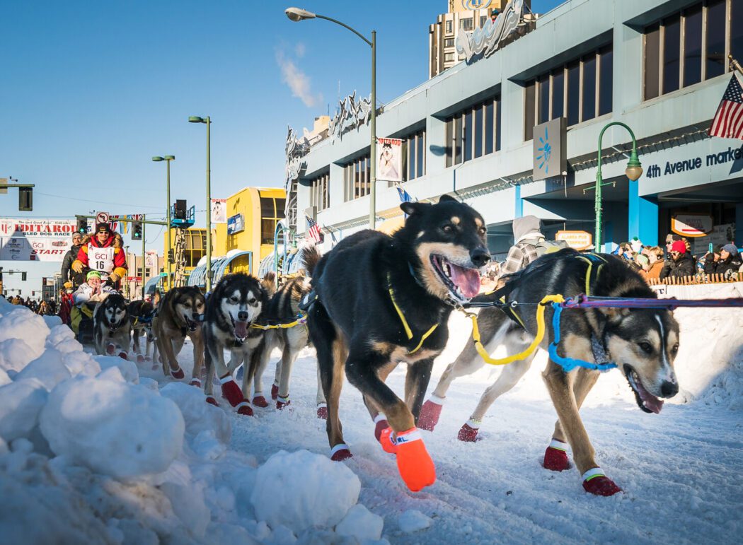a sled dog team traveling down a snowy city street