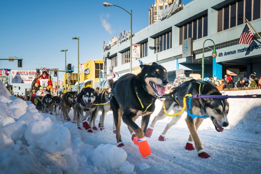 a sled dog team traveling down a snowy city street