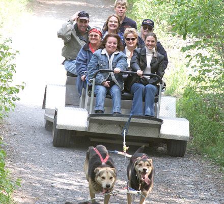 dog sled excursion alaska