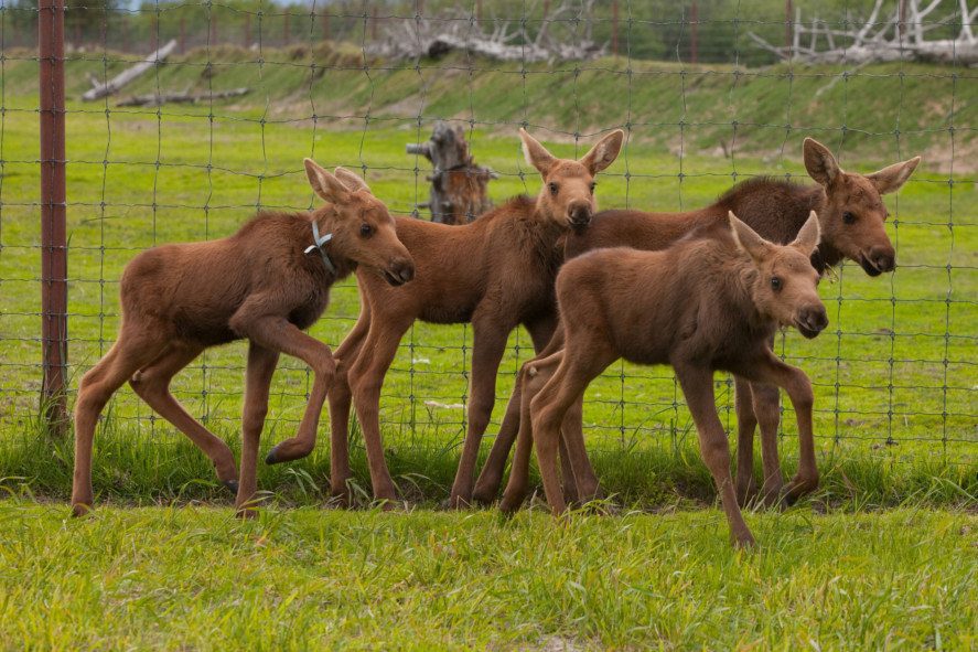 AWCC moose calves
