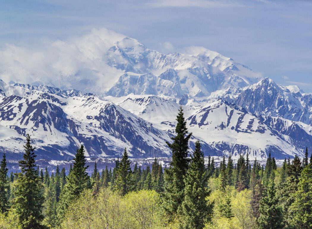 the great mountain Denali with spruce trees in the foreground