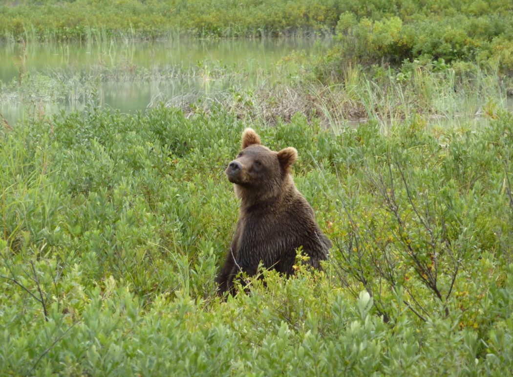 Bear Viewing Day Trip from Anchorage Redoubt Bay Lodge