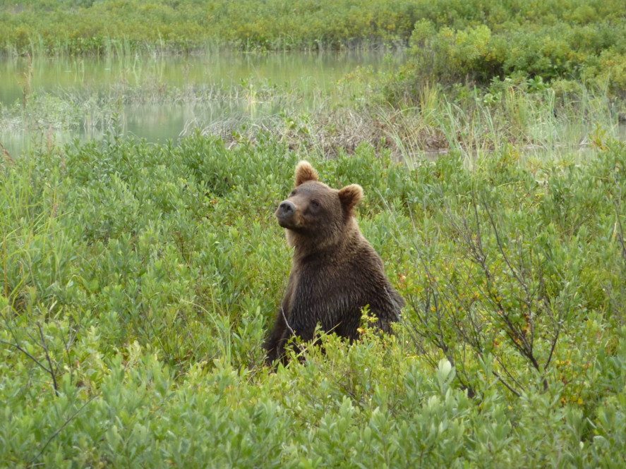 a brown bear sitting in wetland vegetation