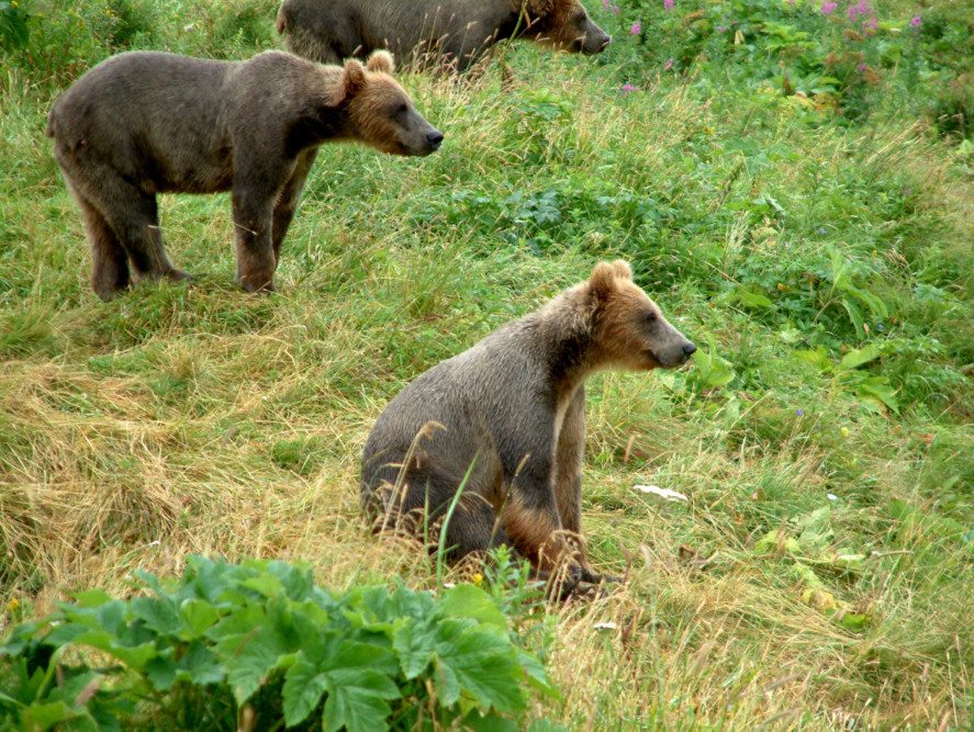 Kodiak-Bears