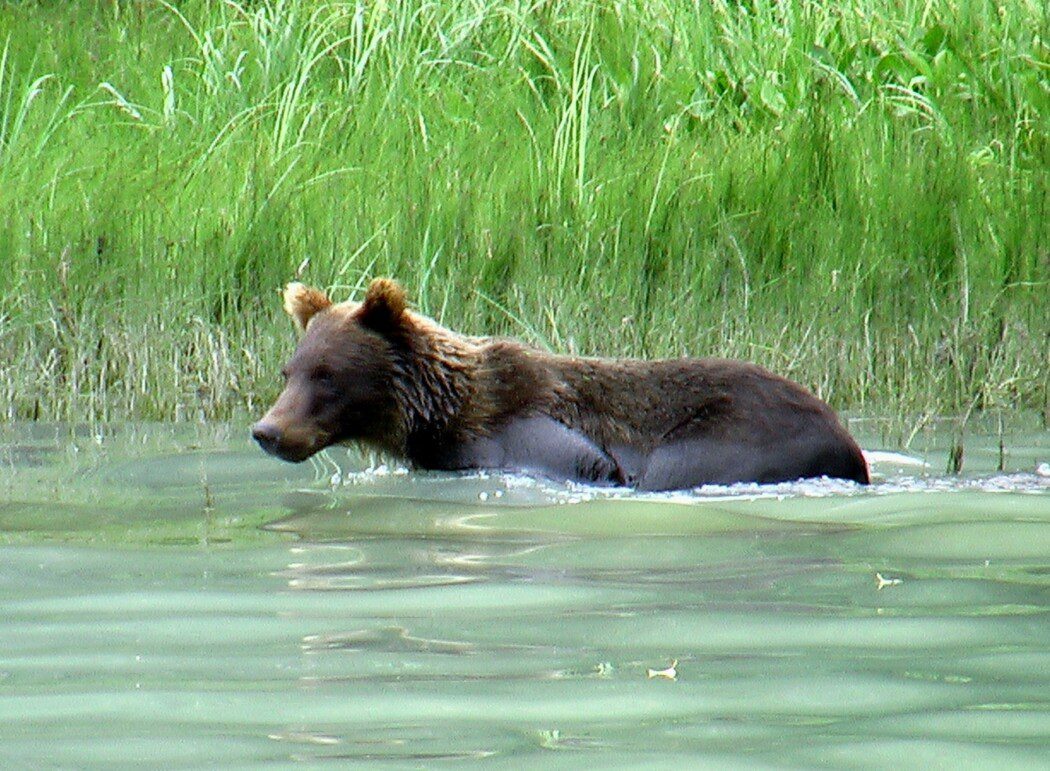 Bear Viewing Day Trip from Anchorage Redoubt Bay Lodge