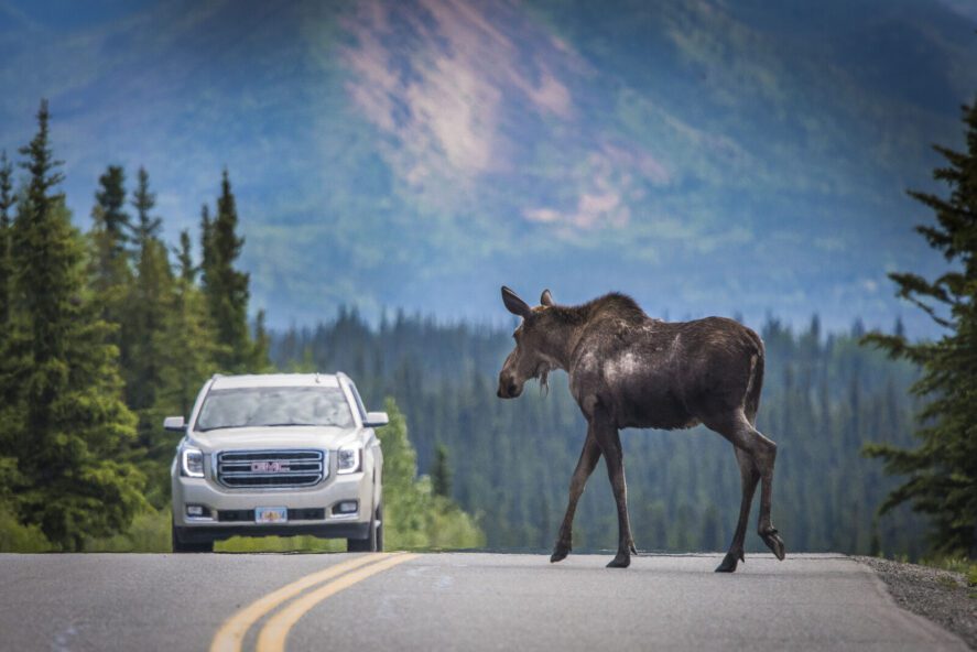 a moose and a GMC vehicle on a paved road in Alaska; mountains and spruce trees in background