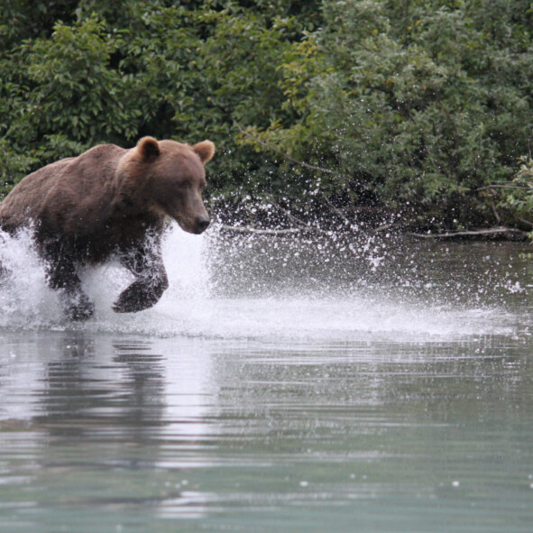 Lake Clark bear safari