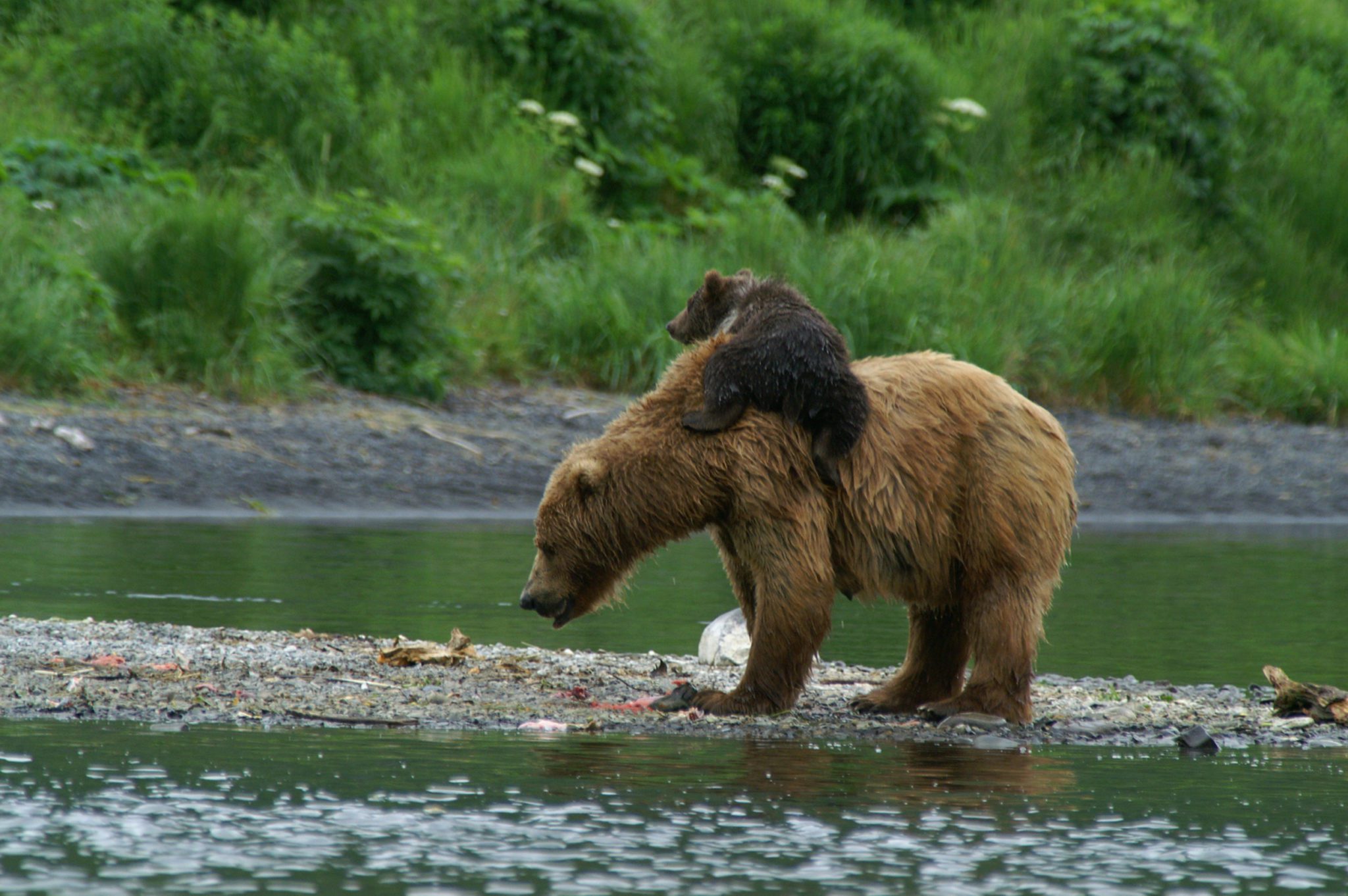 anchorage alaska bear tours