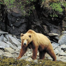 Large  brown bears roam throughout the Kodiak Island, Katmai and Cook Inlet coastline.