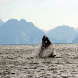 Breaching whale o the way to Kenai Fjords Glacier Lodge
