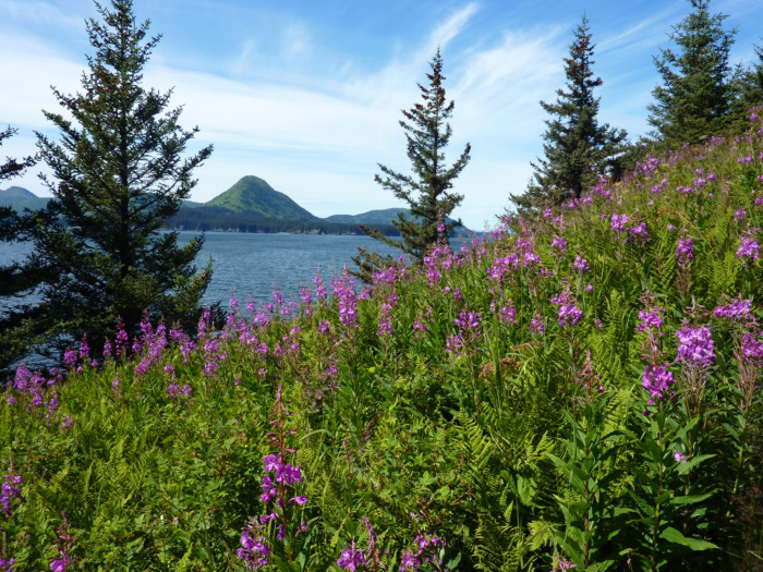 Kodiak Island Alaska Tour; Bear Viewing Vacation Kodiak, Alaska