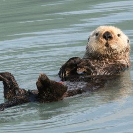 Playful sea otter.