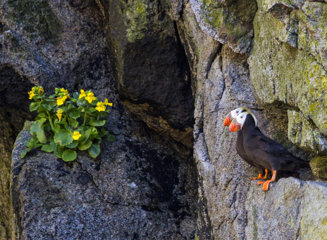 two tufted puffins on a rocky cliff near some yellow flowers