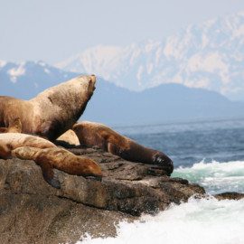 Sea lions gather on the rocks to sun themselves.
