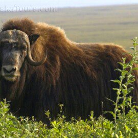 Musk Ox roam wild in Nome and other parts of northwestern Alaska.