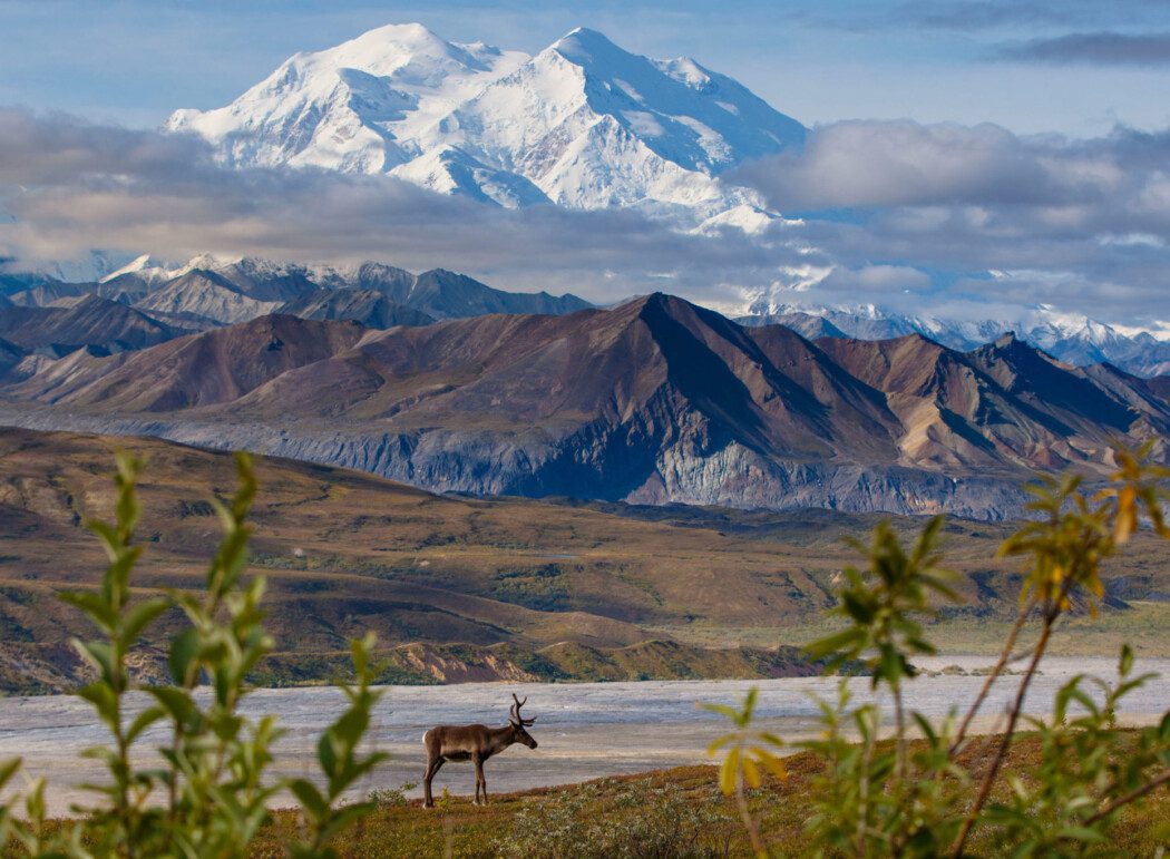 a caribou stands in front of the Alaska Range and Denali mountain in Denali National Park