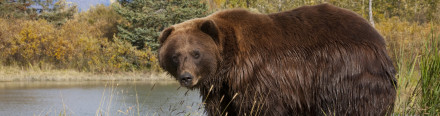 Alaska Brown Bear at Lake crop