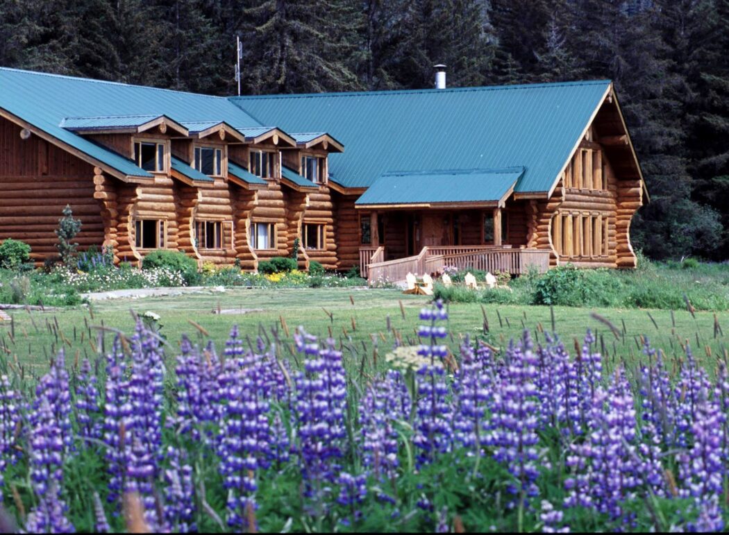 a log cabin lodge and purple lupine flowers