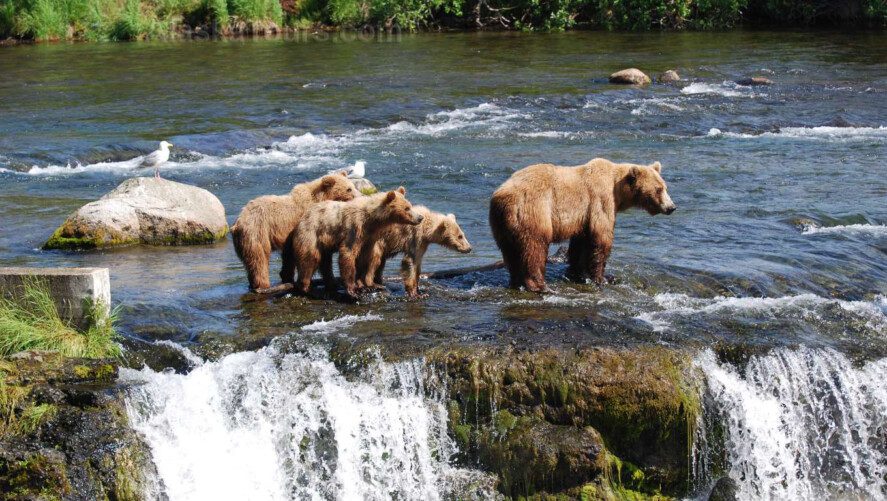katmai national park bear tours