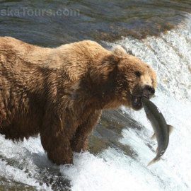 Brooks Falls Bear in the right place for a catch!