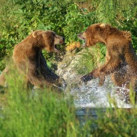 Bears living naturally, and competitive with each other over food - KBBC