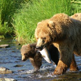 Mamma bear providing for her cub.