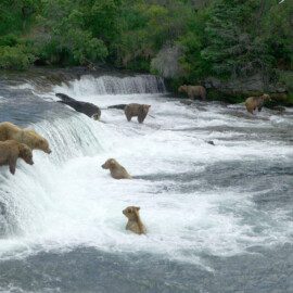 Brooks Falls Bears in Katmai National Park.