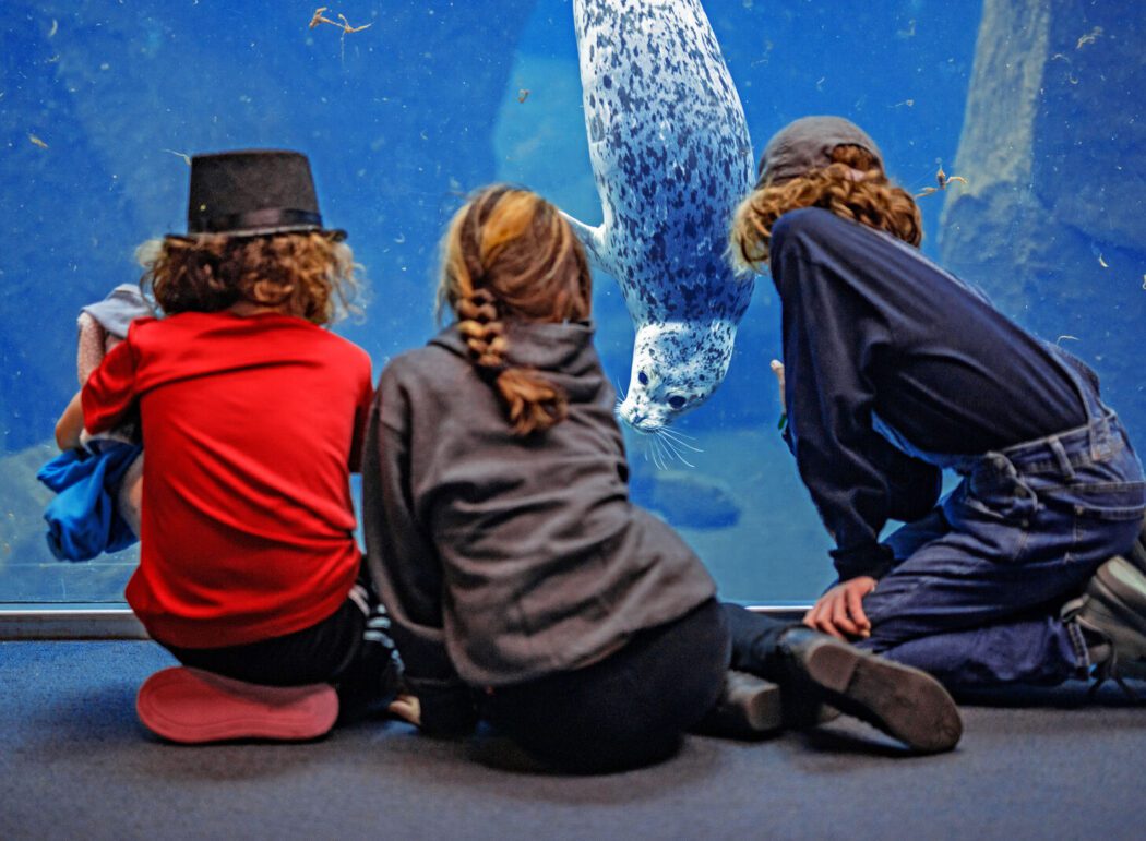 three children view a harbor seal in an aquarium