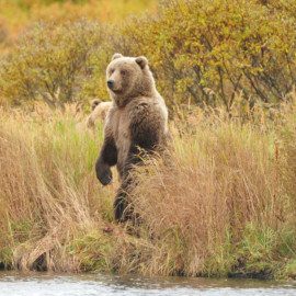 Alaska brown bear checking out the scenery.