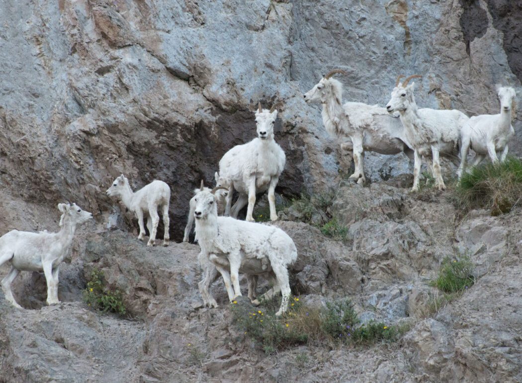A family of Dall sheep clamber on the rocky slopes above Turnagain Arm.