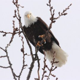 Bald Eagle in tree -  John Fischer